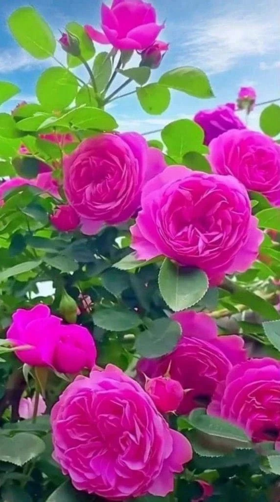 Уважаемые коллеги, дорогие педагоги!