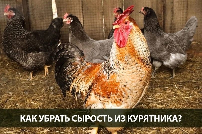 💧 КАК УБРАТЬ СЫРОСТЬ ИЗ КУРЯТНИКА?