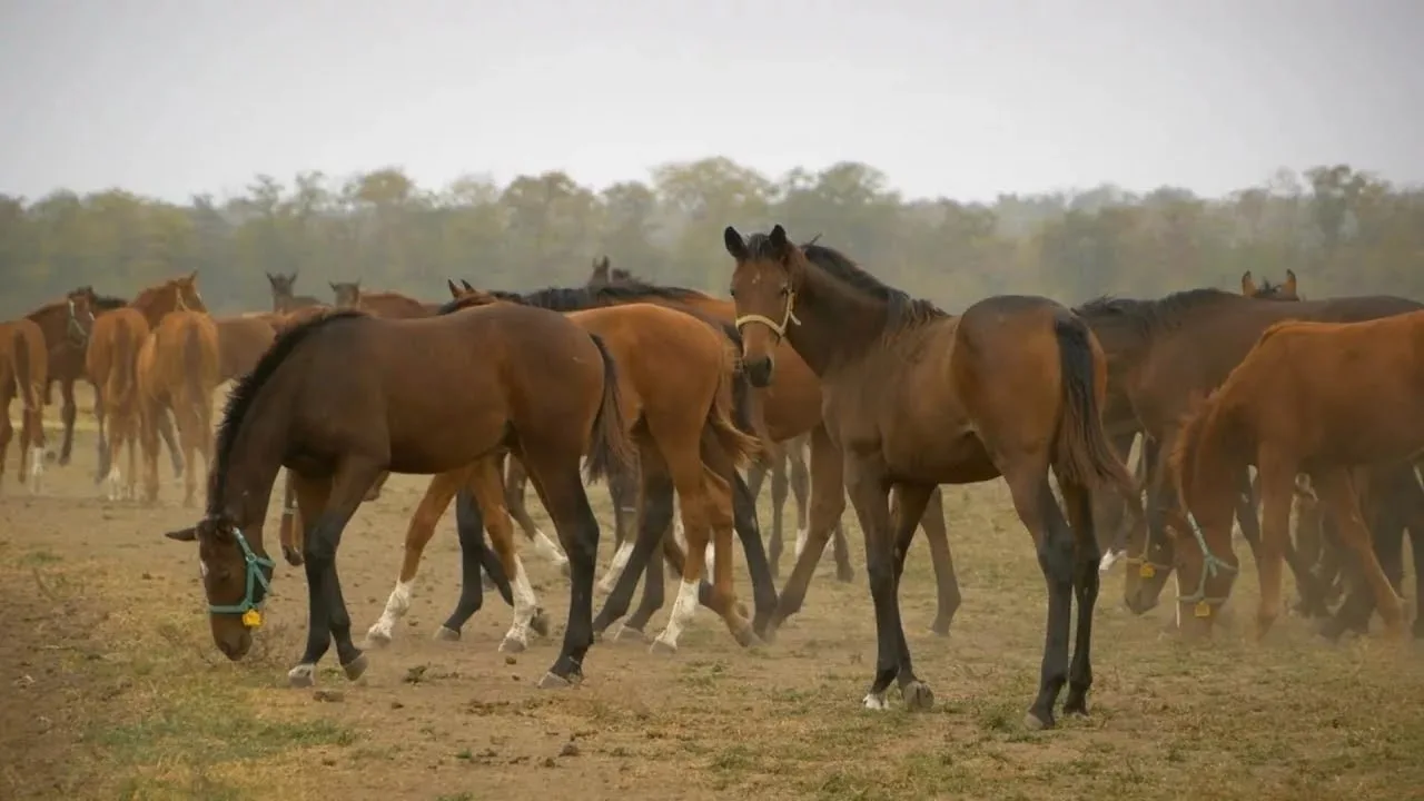 🐎 В Татарстане хотят увеличить поголовье лошадей до 50 тысяч