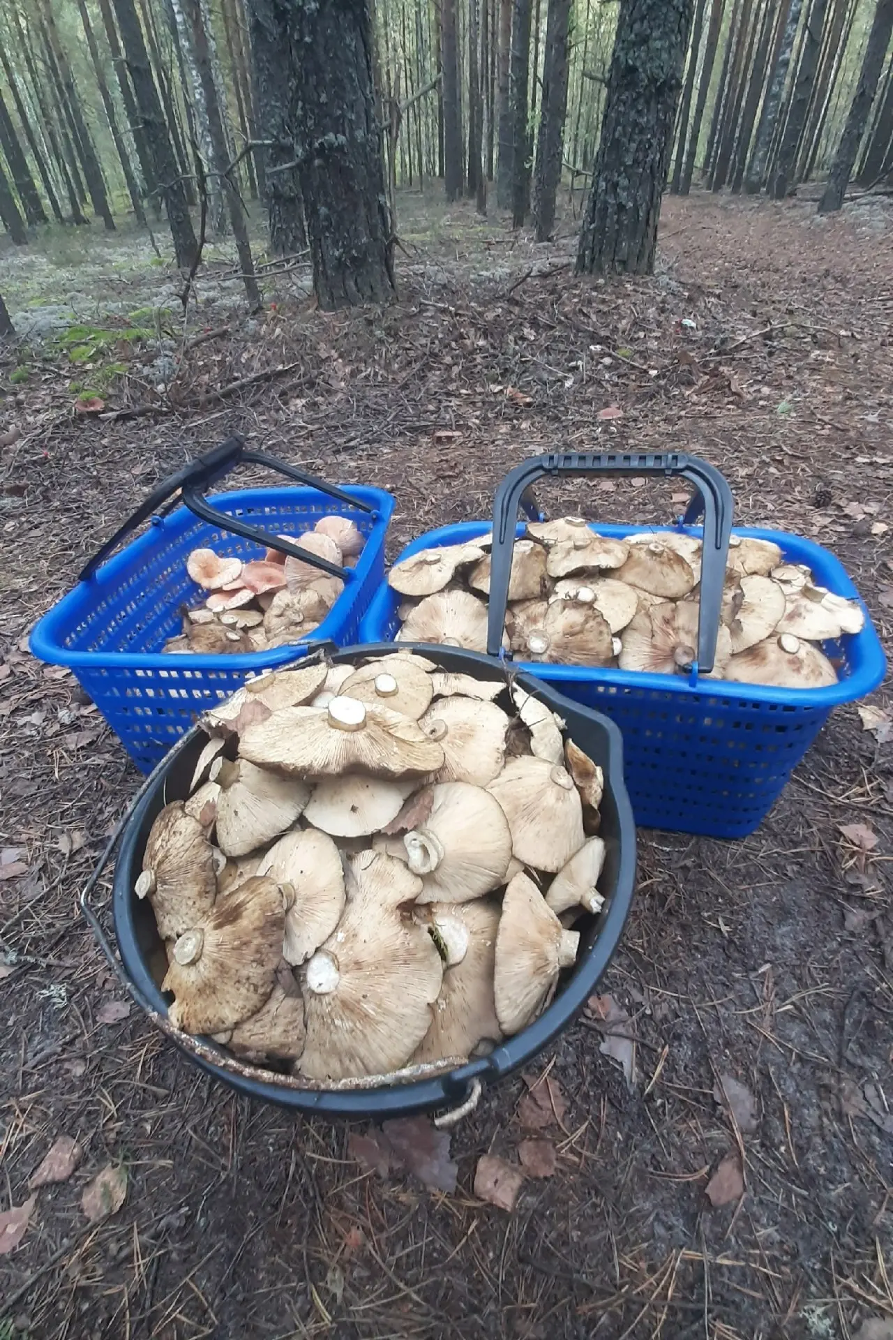 Грузди порадовали.