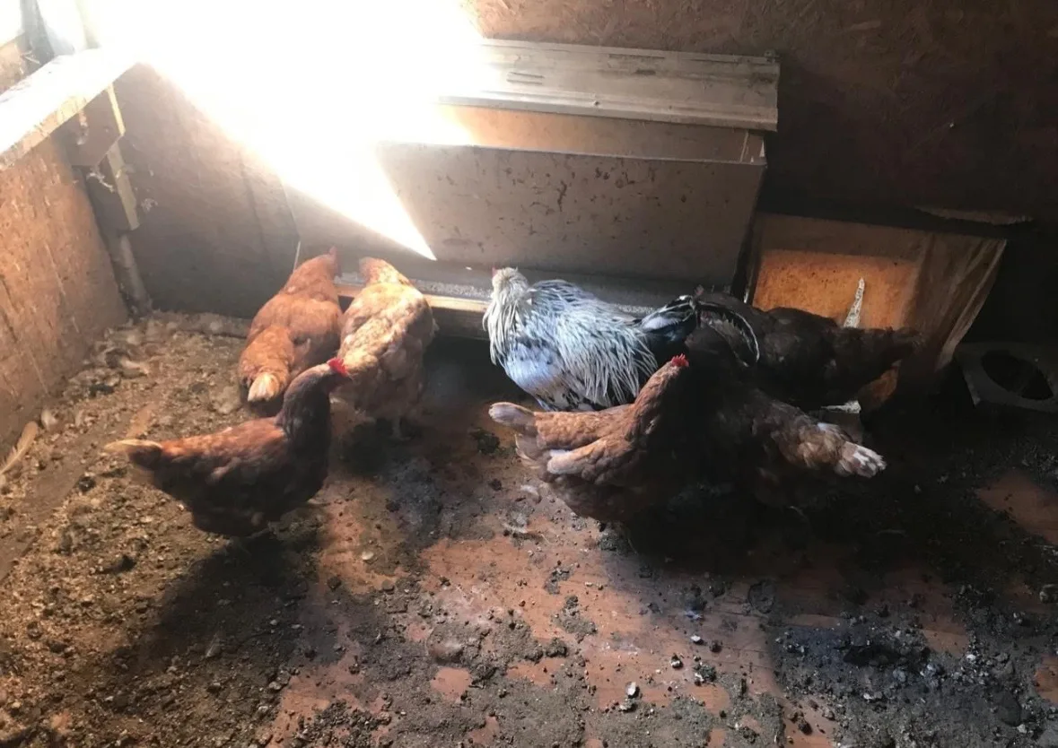 🐔 Оренбуржцев предупредили: кур и кроликов больше не получится держать без учёта