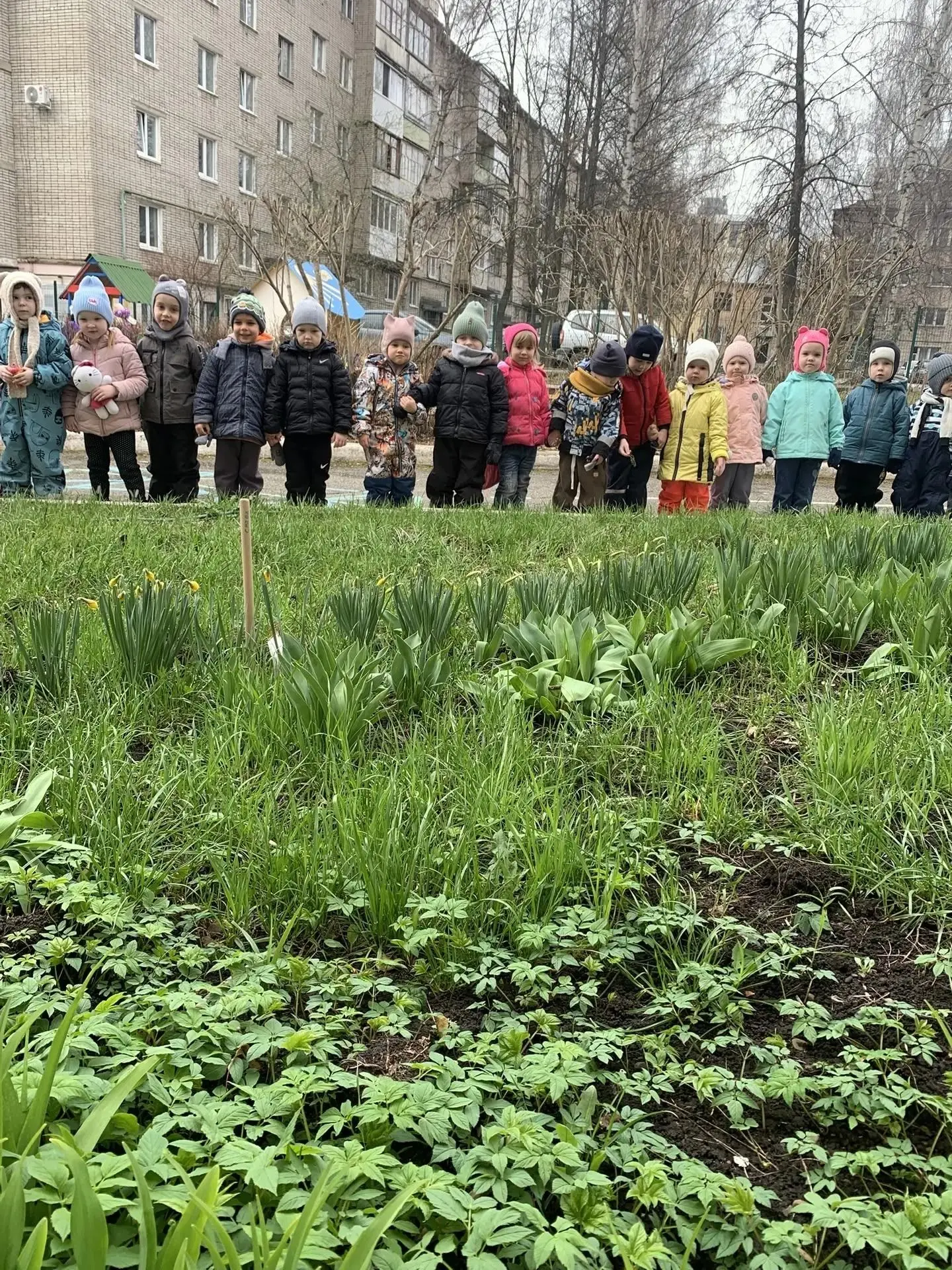 Первоцветы в детском саду радуют детей и взрослых. Сегодня на прогулке дети #Ветерок наблюдали за на