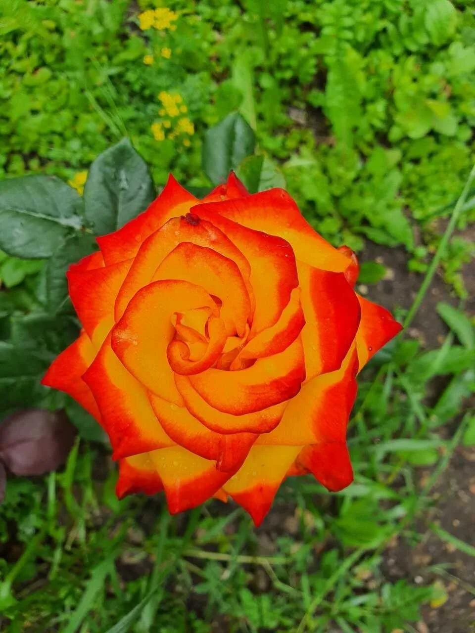 Летняя прогулка по Дубкам ❤

Всех с пятницей!) Синоптики обещают, что выходные будут жаркими и сухим