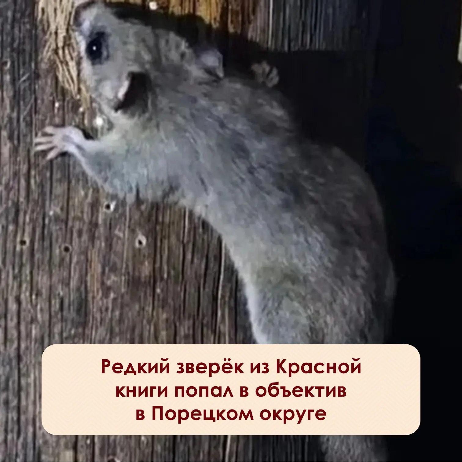 Инспектор Дирекции по охране животного мира Александр Елин сфотографировал в порецких л...