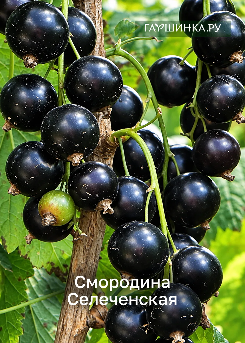 Именно ОНИ идеальны для осенней посадки!🧡