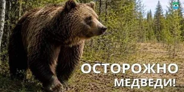 Мишки в лесу - опасная встреча