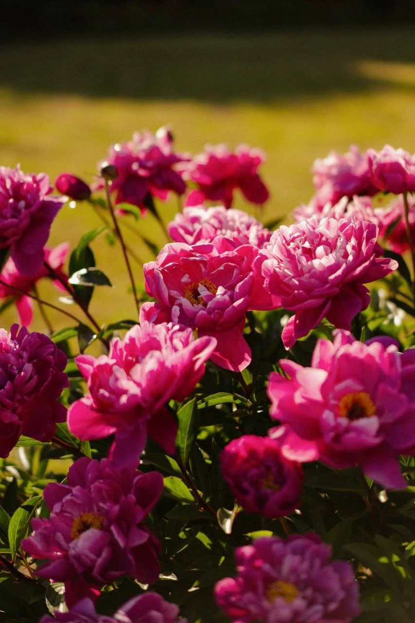 Цветение пионов в Кусково — нежная и пышная красота. Доброй ночи 🌸

#пойдём_со_мной

Подпишись на к