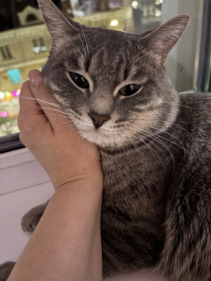 Делимся сегодня фоточками своих кошек и собачек ❤️