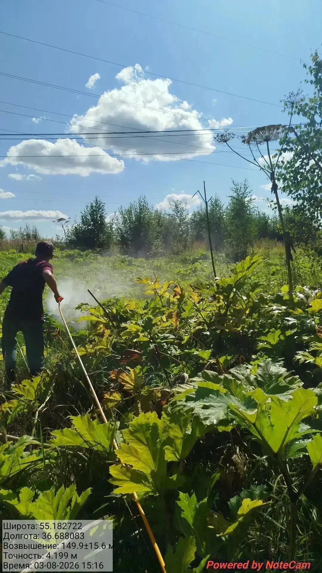 🌿⚠️ Борщевик!