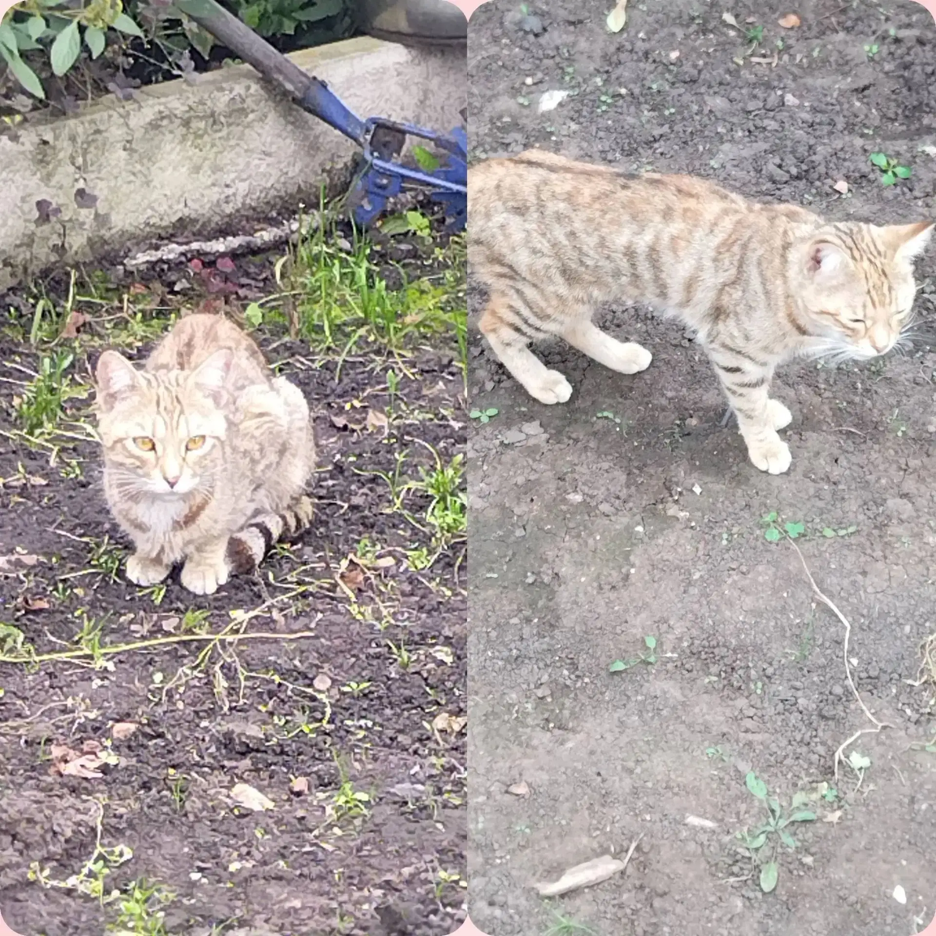 Кто потерял котейку? Район магазин Лагуна, шахта им. Кирова
