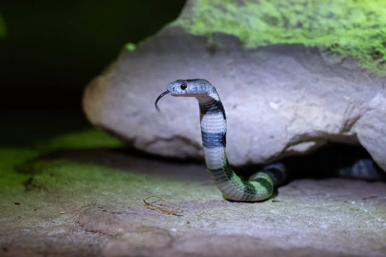 🐍 В Московском зоопарке впервые за почти 40 лет произошло пополнение в коллекции ядови...