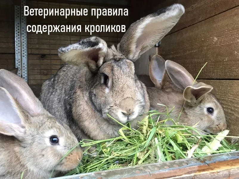Ветеринарные правила содержания кроликов утверждены приказом Минсельхоза от 29 сентября...