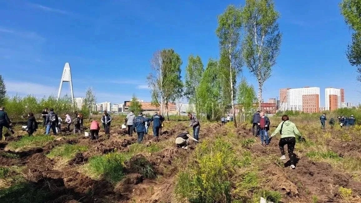 В Челябинском городском бору было высажено около десяти тысяч молодых сосен. Новые деревья заняли те