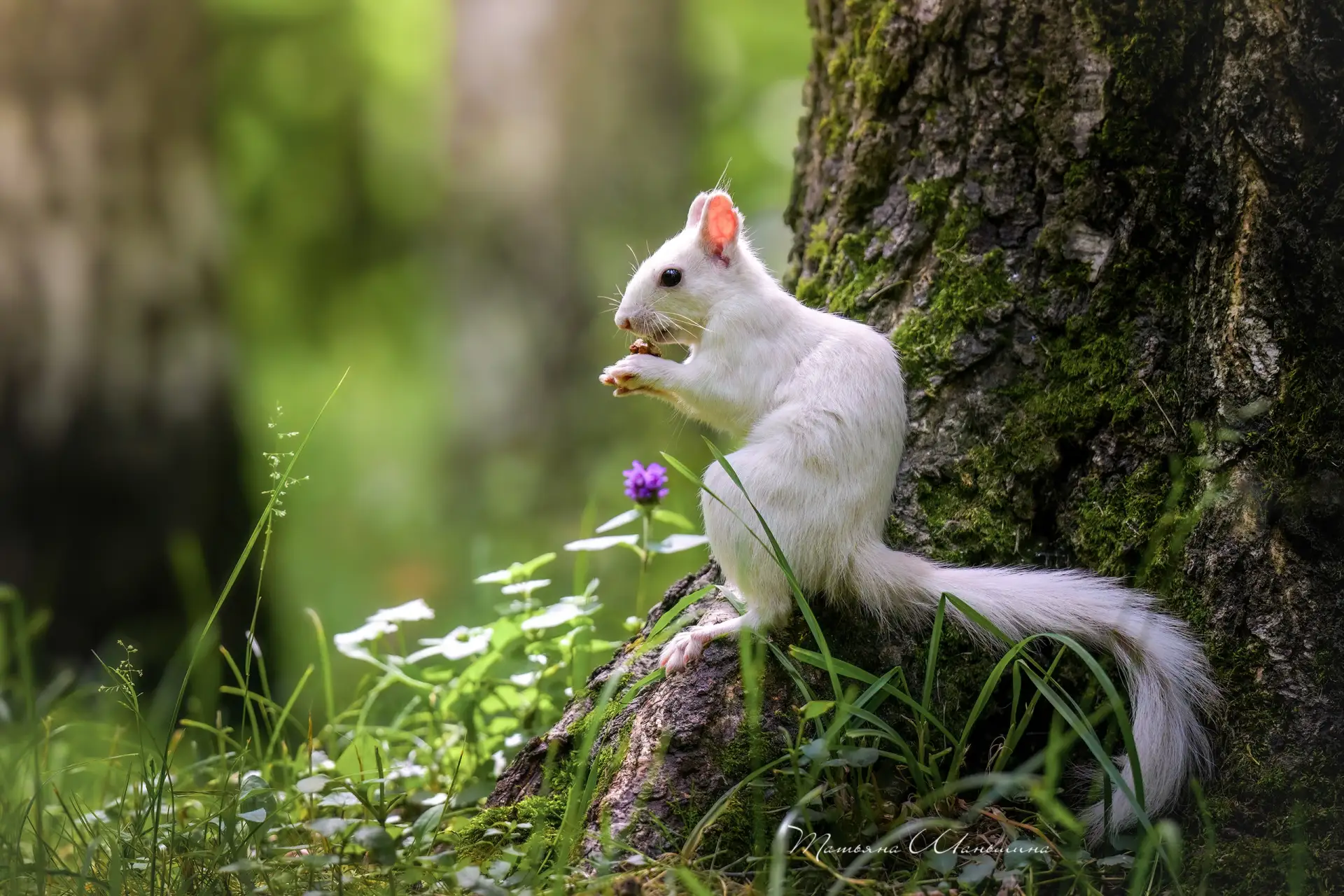 В парке Белоусова заметили белого бельчонка 🐿