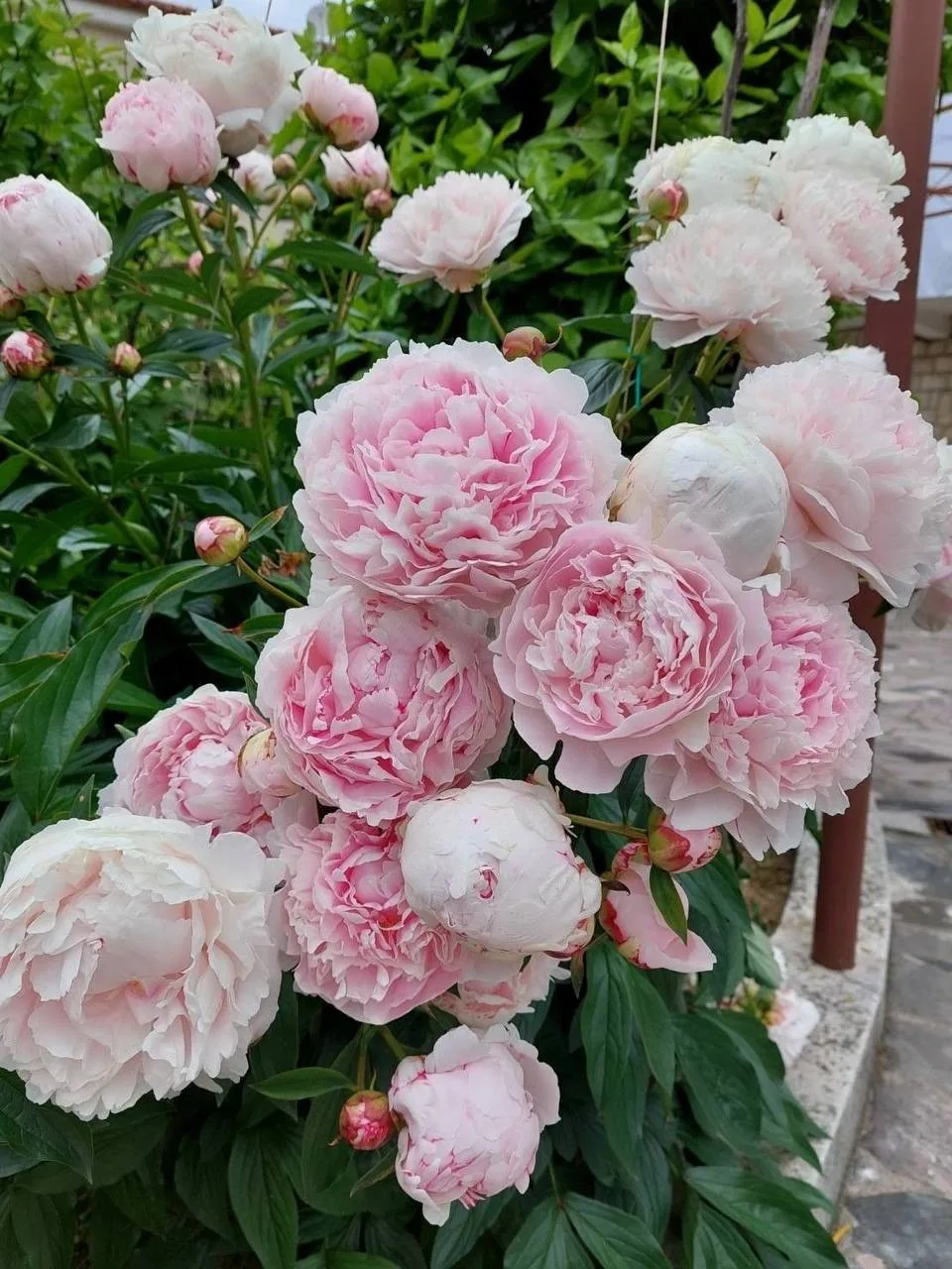 Выставка пионов в Ботаническом саду 🌸

С 20 по 28 июня в павильоне «Зелёный домик» Ботанического са