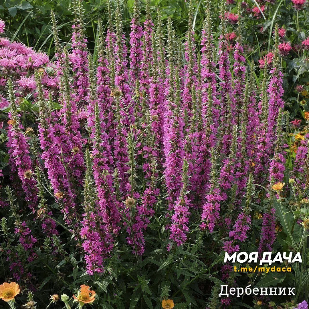 Многолетники, которые не болеют 🌸  Самые выносливые культуры, славящиеся отменным иммунитетом. Яркие