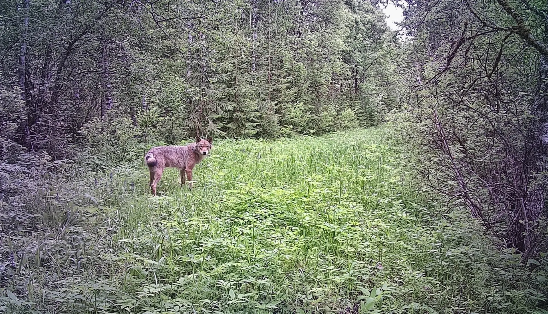 В Тверской области сфотографировали необычного волка – не серого, а рыжего 🐺