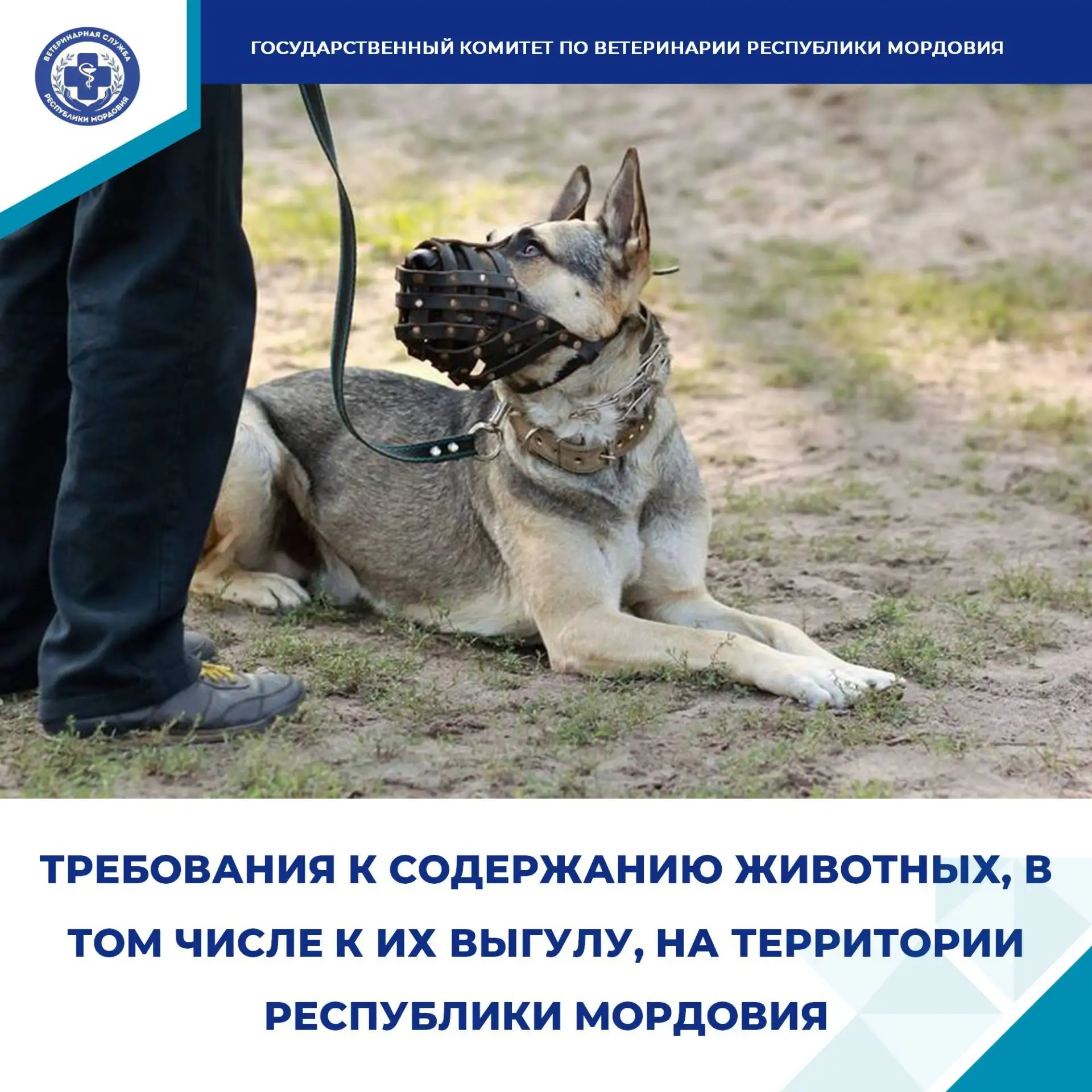 ✅Государственный комитет по ветеринарии Республики Мордовия напоминает о требованиях к ...