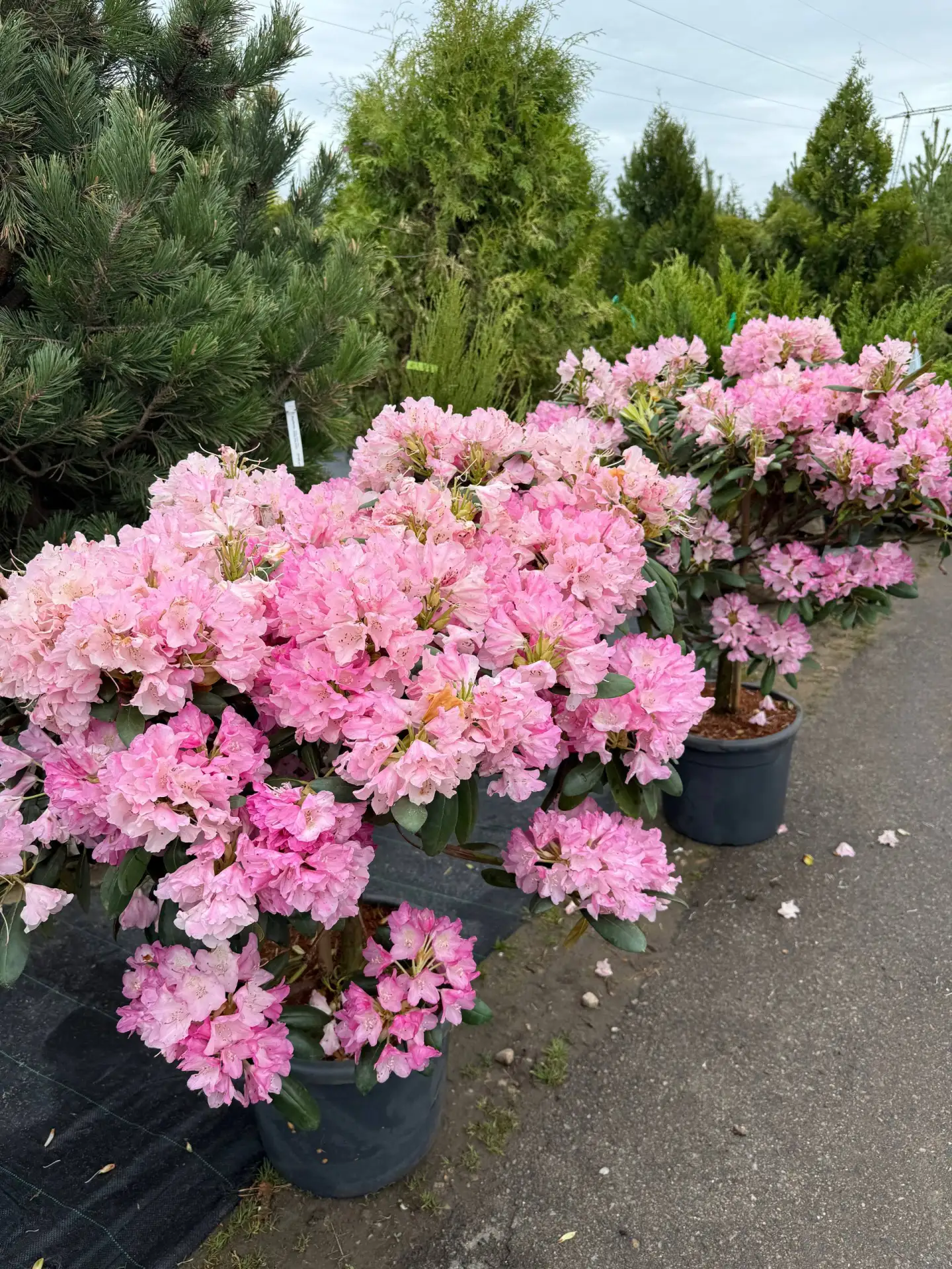 Сегодня новая поставка растений 🌸