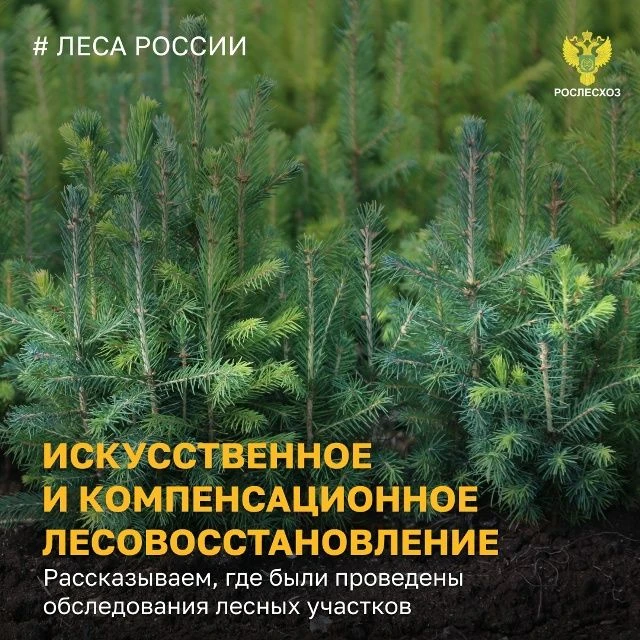 🌲 В 70 регионах страны обследовали 31 тыс. га участков искусственного и компенсационно...