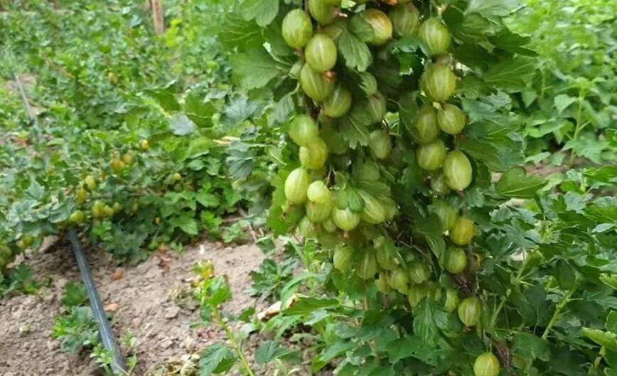 Забудьте про мелкие кислые ягоды: 4 секретных шага к ведру сладкого крыжовника с куста! 🌿