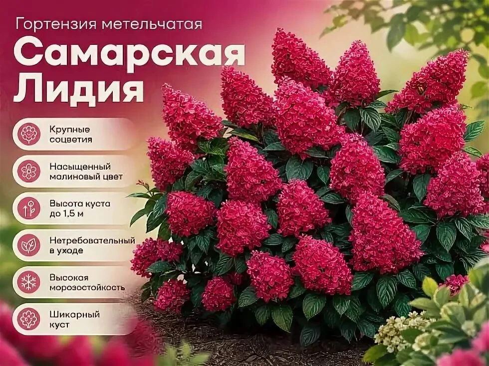 🌺 Гортензии Р9 – компактные красавицы по 420₽!