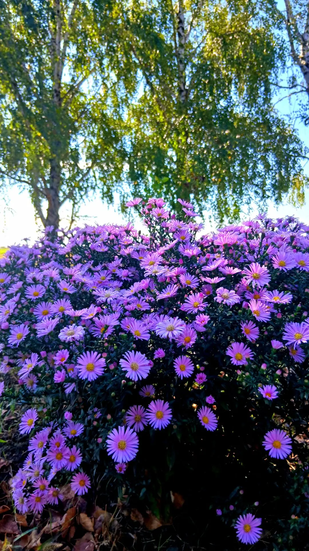 🌸🌸🌸Цветут Сентябрины,как мы называем эти цветочки,только  они у нас в сентябре, нико...