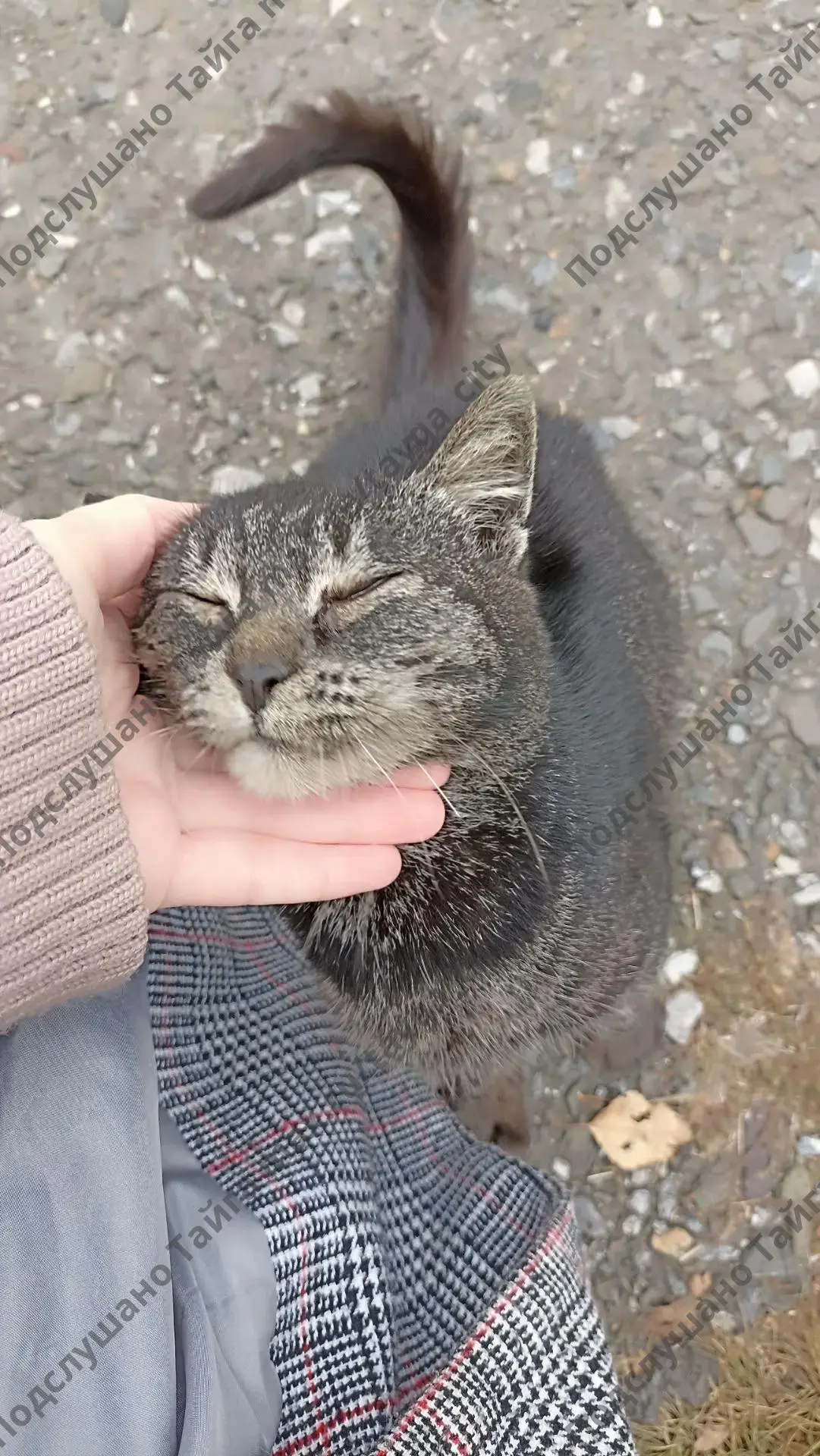 Ищу котёнка подростка. В воскресенье гулял по Калинина.