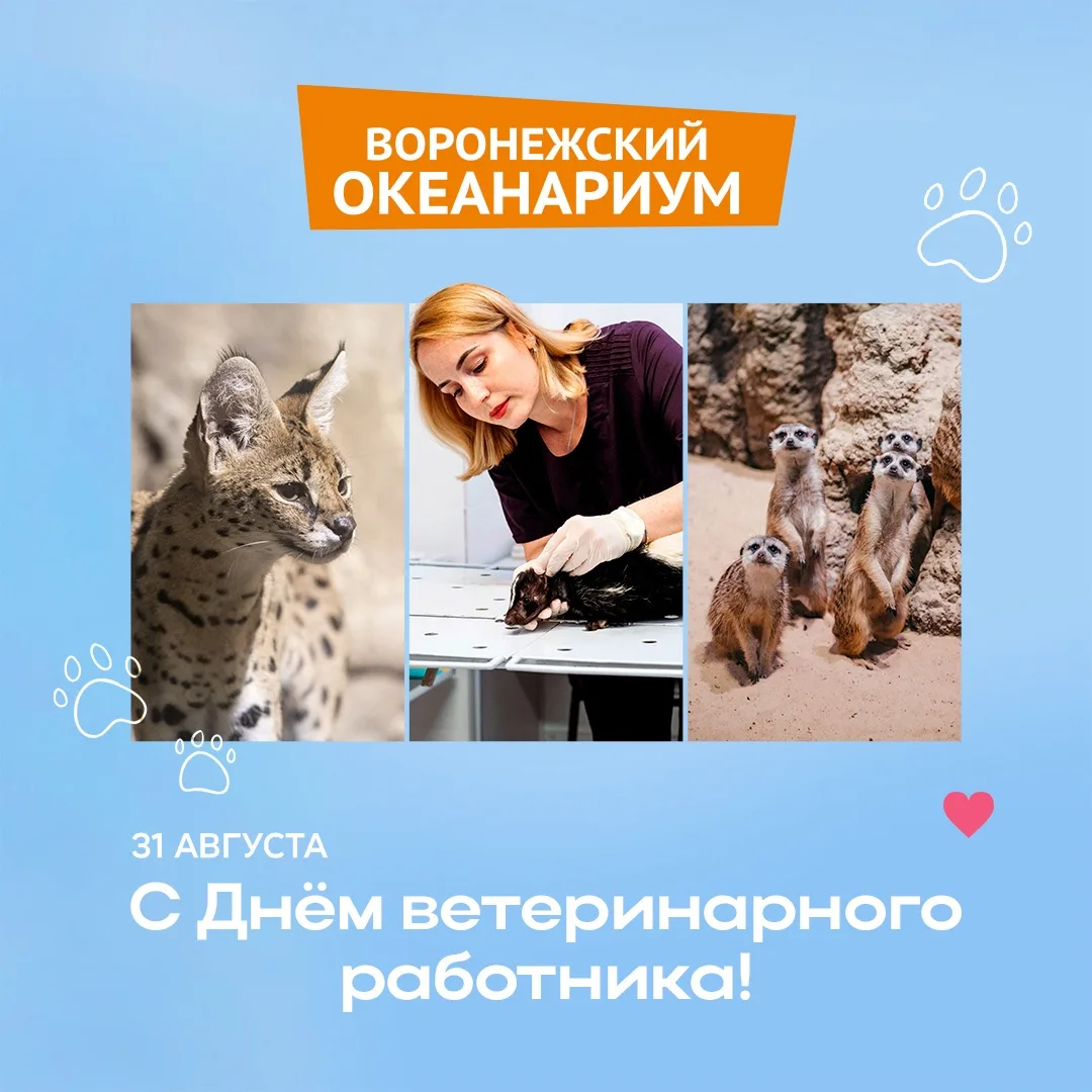 Профессионалы с холодным умом и горячим сердцем – сегодня ваш день! День ветеринарного