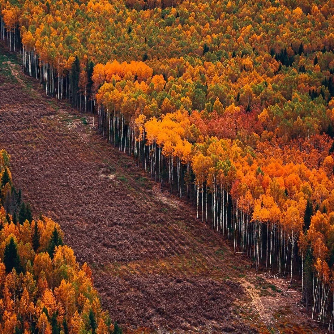 🍂 Осенний лес в Пермском крае сверху, и через него бурая полоса вырубки