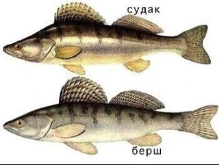 Умеете различать?