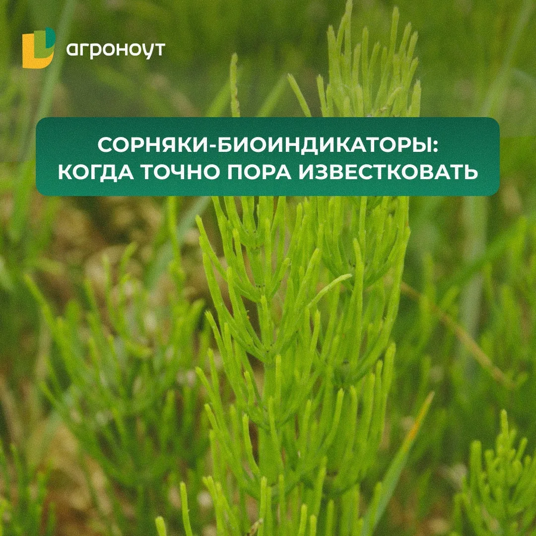 🌱 СОРНЯКИ-БИОИНДИКАТОРЫ: КОГДА ТОЧНО ПОРА ИЗВЕСТКОВАТЬ

В среду прошла наша онлайн-конференция о лю
