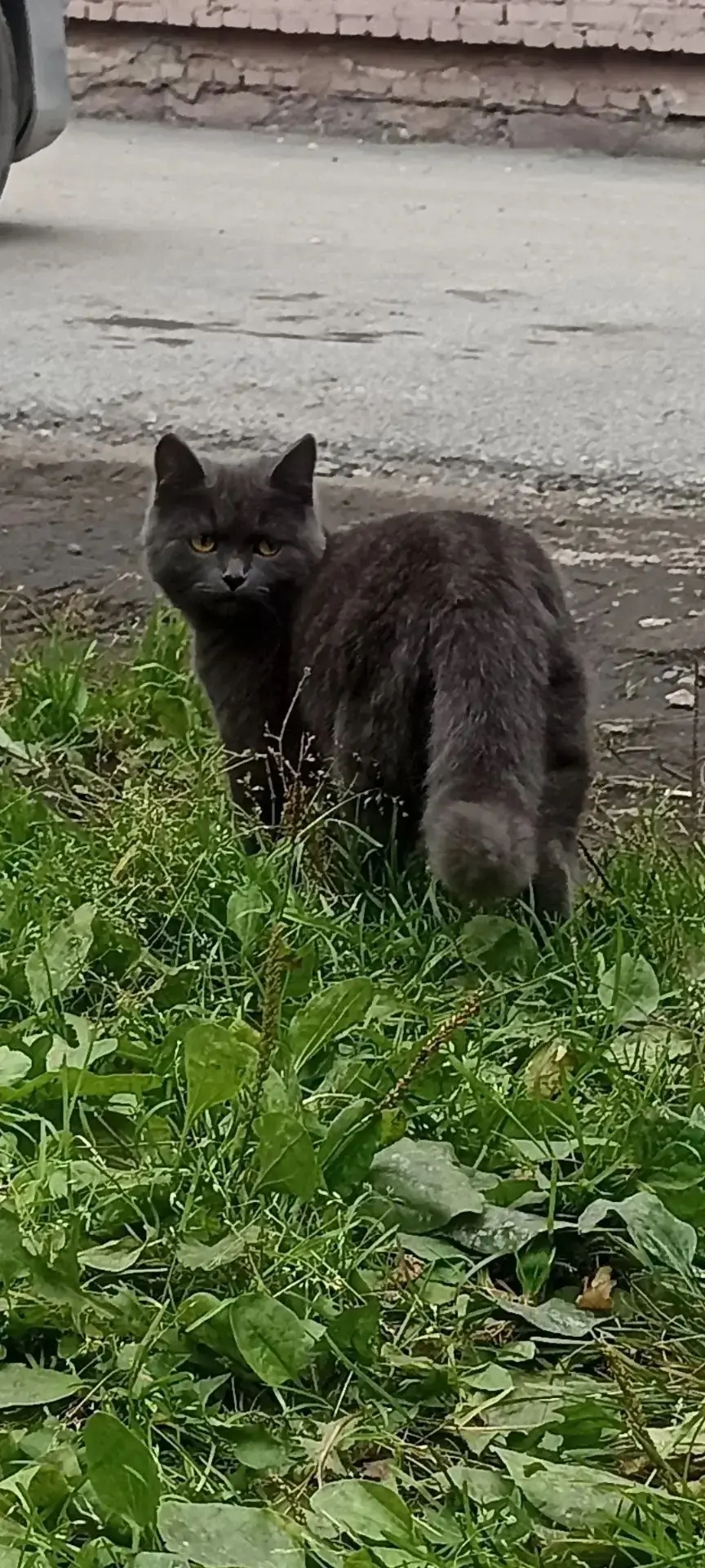 В центре во дворе жилого дома появился очень красивый котик, похож на британца, на вид ...