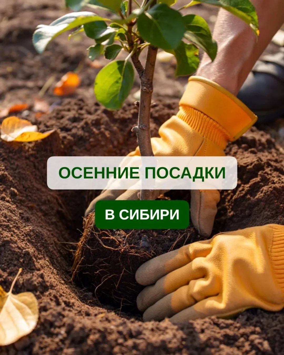 🍂 ОСОБЕННОСТИ ОСЕННИХ ПОСАДОК В СИБИРИ
