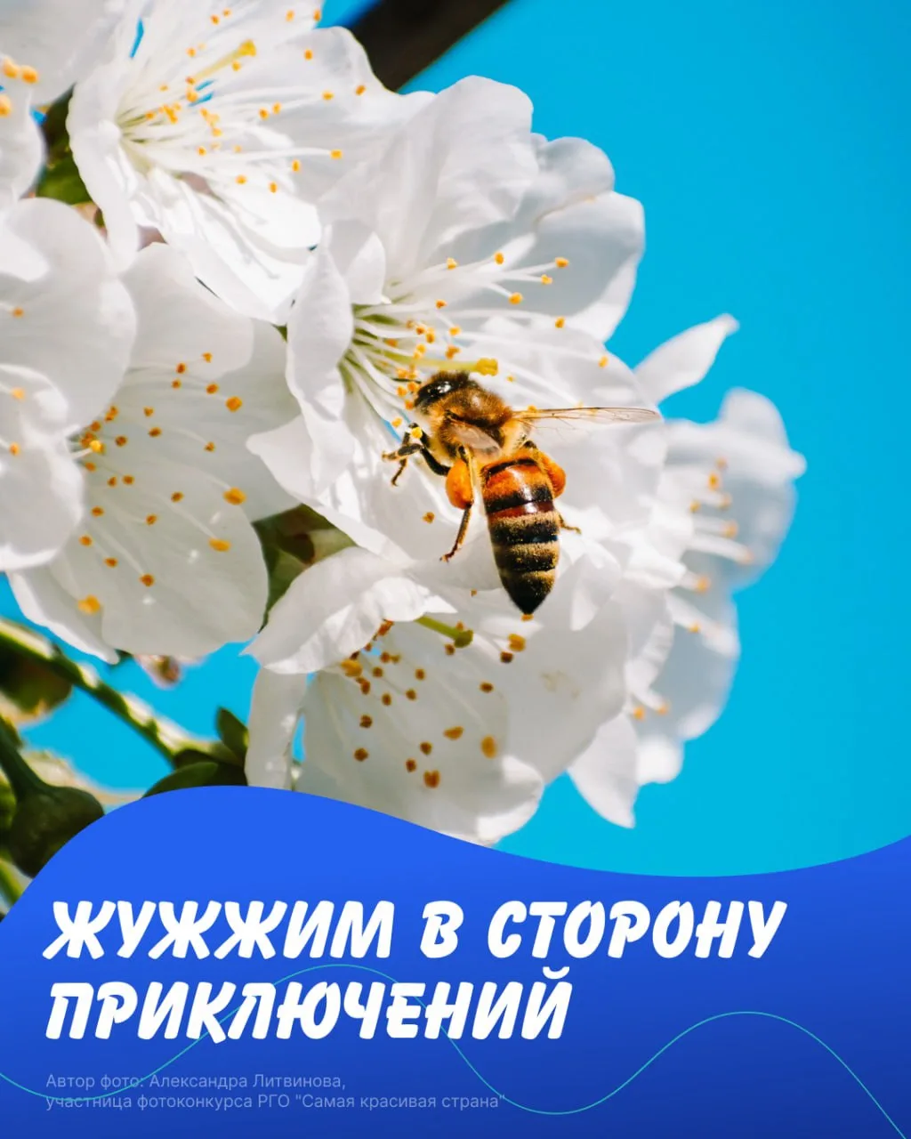 🐝 А ты видел, как устроена настоящая пасека?