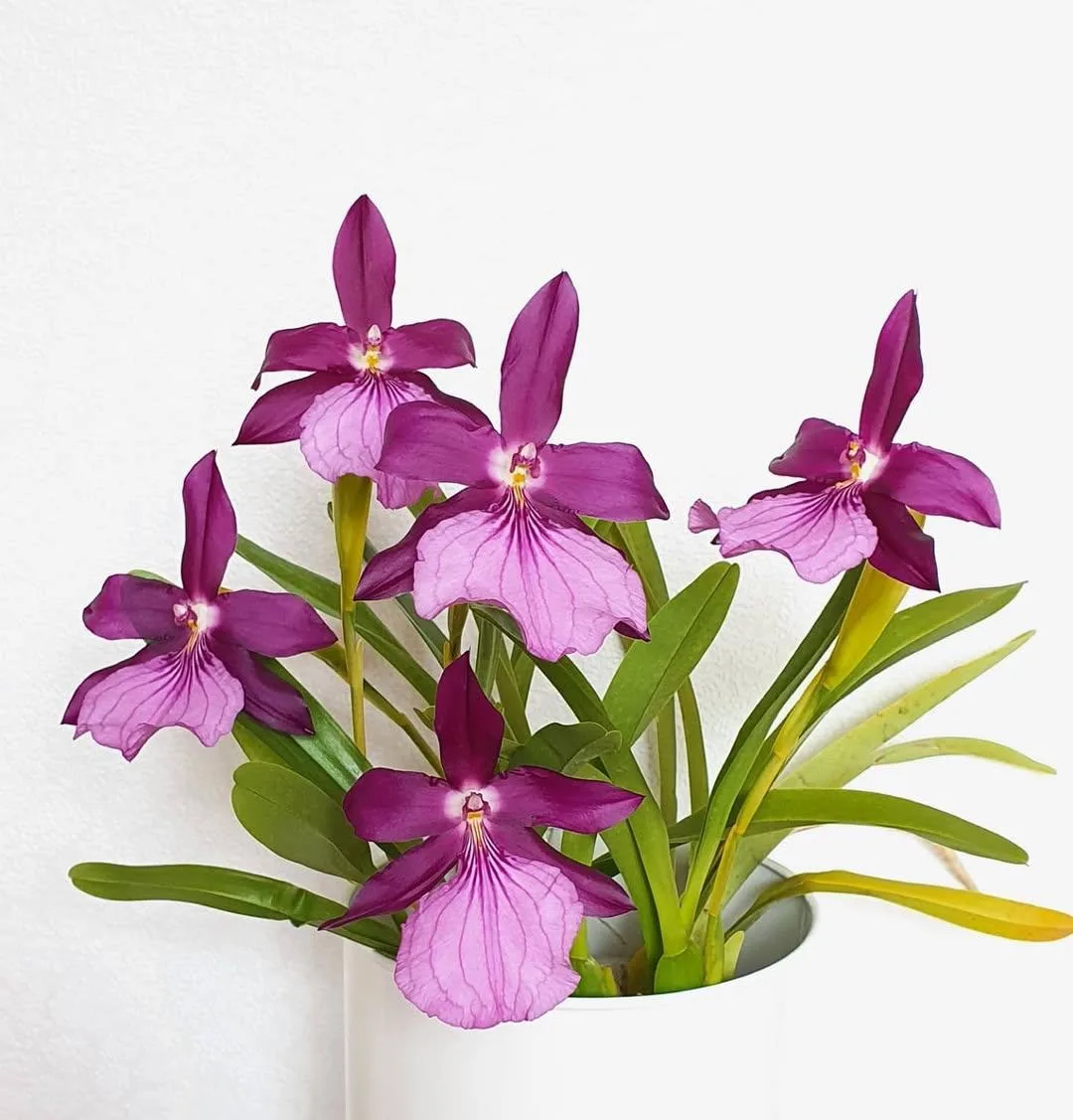 🌸  Мильтония спектабилис (Miltonia spectabilis) - эпифитная орхидея с симподиальным типом ветвления