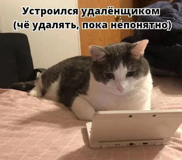 😳 Удалённая работа может сделать из вас психа, предупреждают психиатры.