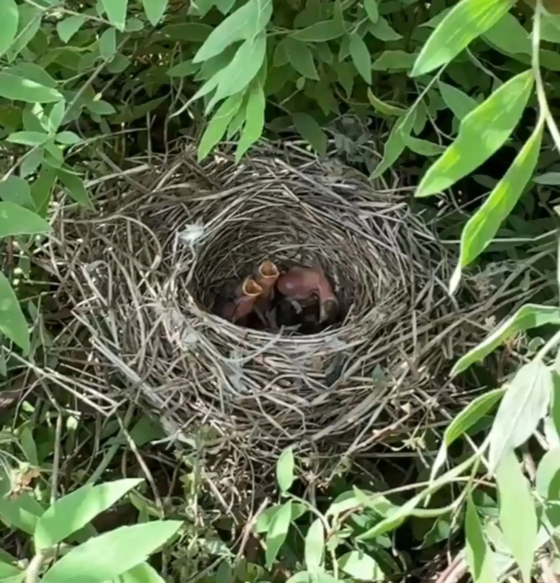 🐣 Пищащие кусты в Колпино скрывали трех лысеньких птенцов

В сквере Володарского в Колпино работали