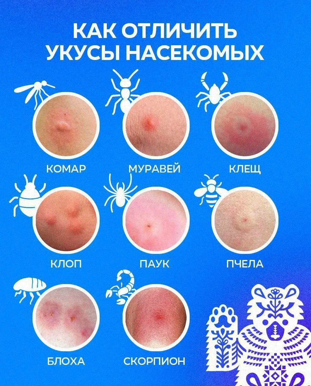 🗣 Пятно на коже? Подготовили для вас памятку о том, как распознать укусы насекомых