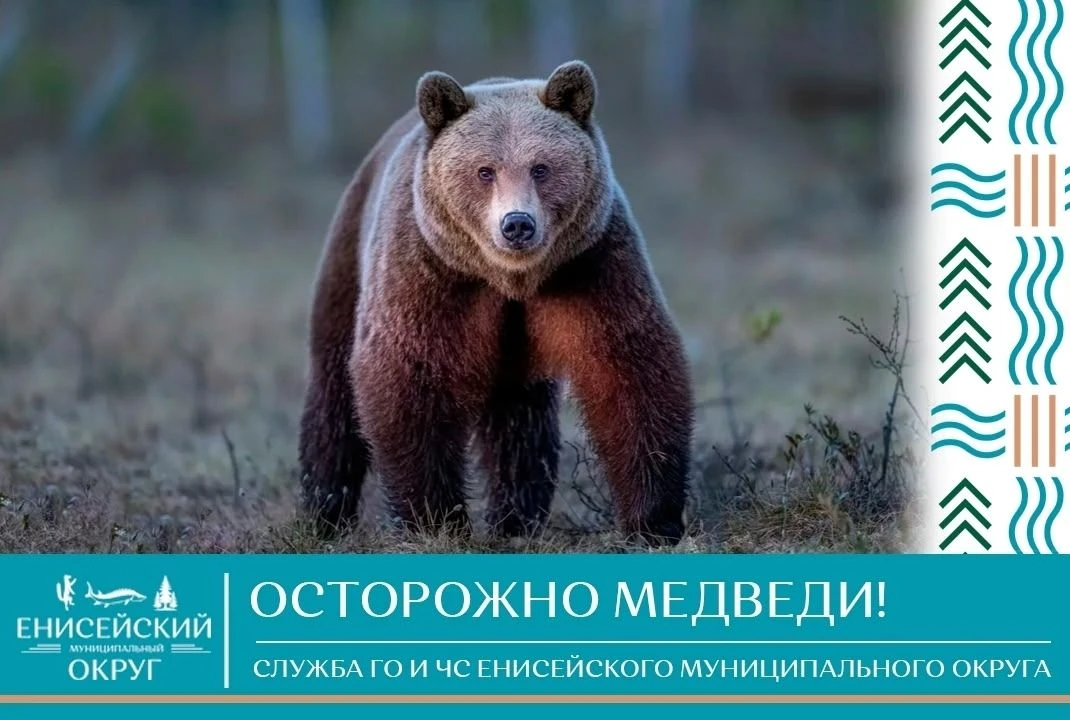 Медведи продолжают выходить в границы населенных пунктов округа.