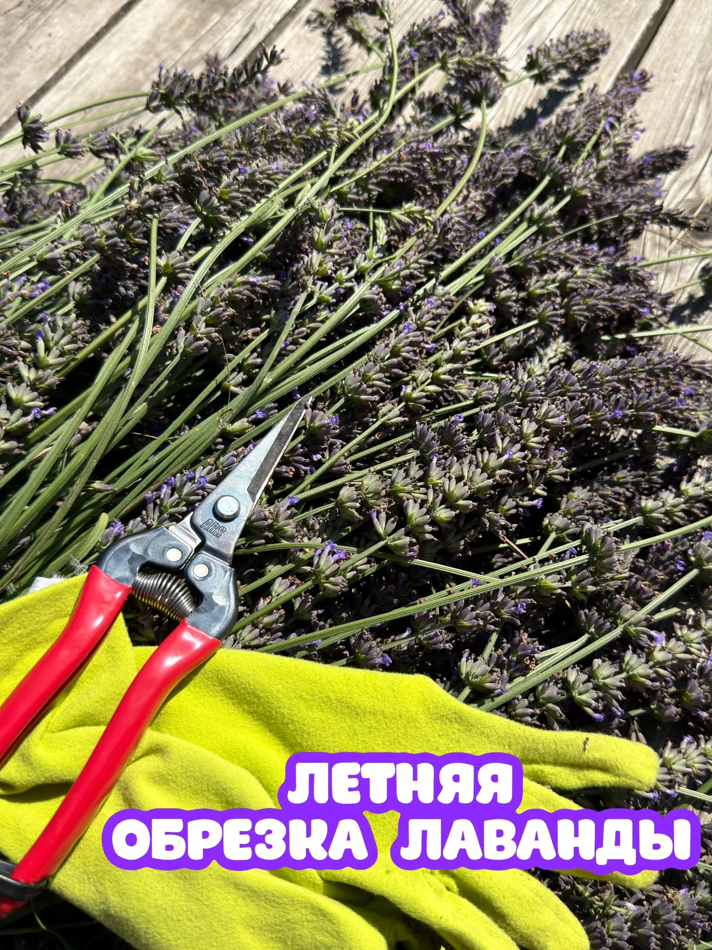 Обрезка лаванды летом. 
Срезаяем соцветия, оставляя акуратныц округлый куст. Глубоко не режем. 

Есл