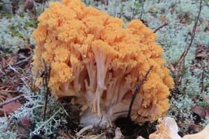 Лесные кораллы Югры: деликатесная золотая лапша прямо из-под мха