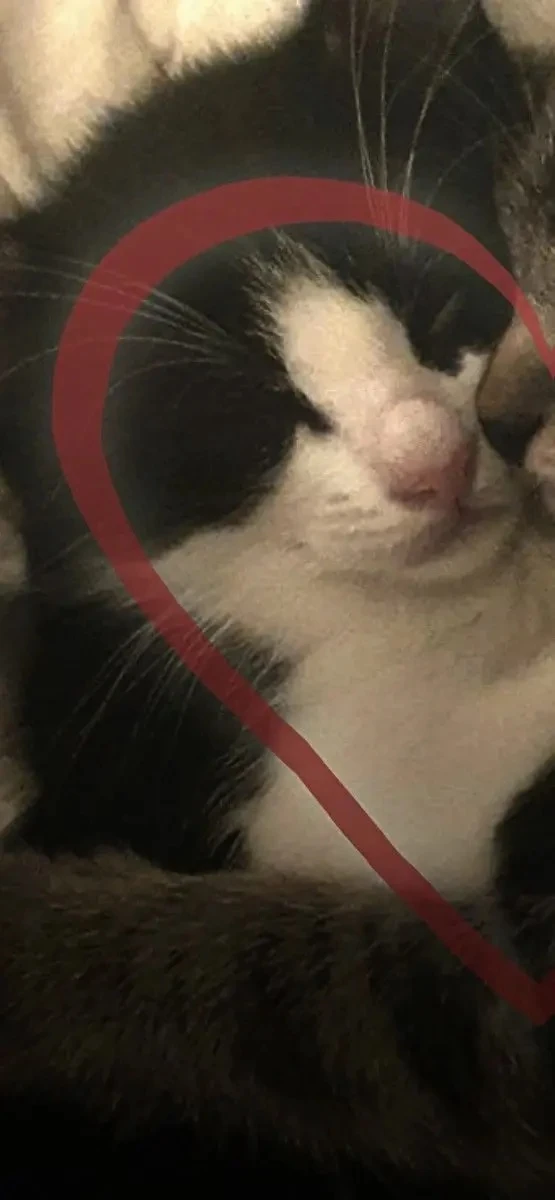 Парные обои с котиками 🐱