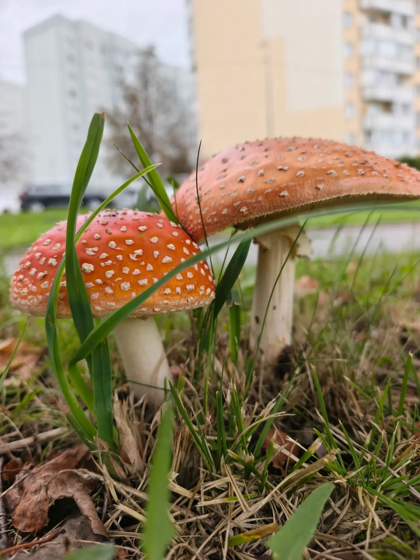 Осиновские грибы