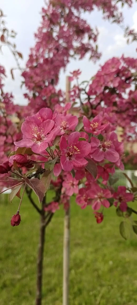 🌸 В школе цветёт «Сад памяти»