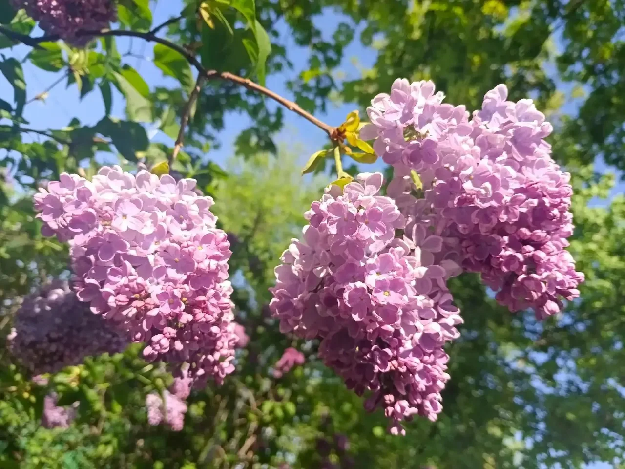 🌿 Добрая традиция  👩‍🏫 Старший методист дошкольного корпуса «Гармония» Наталья Викторовна Арсентьева