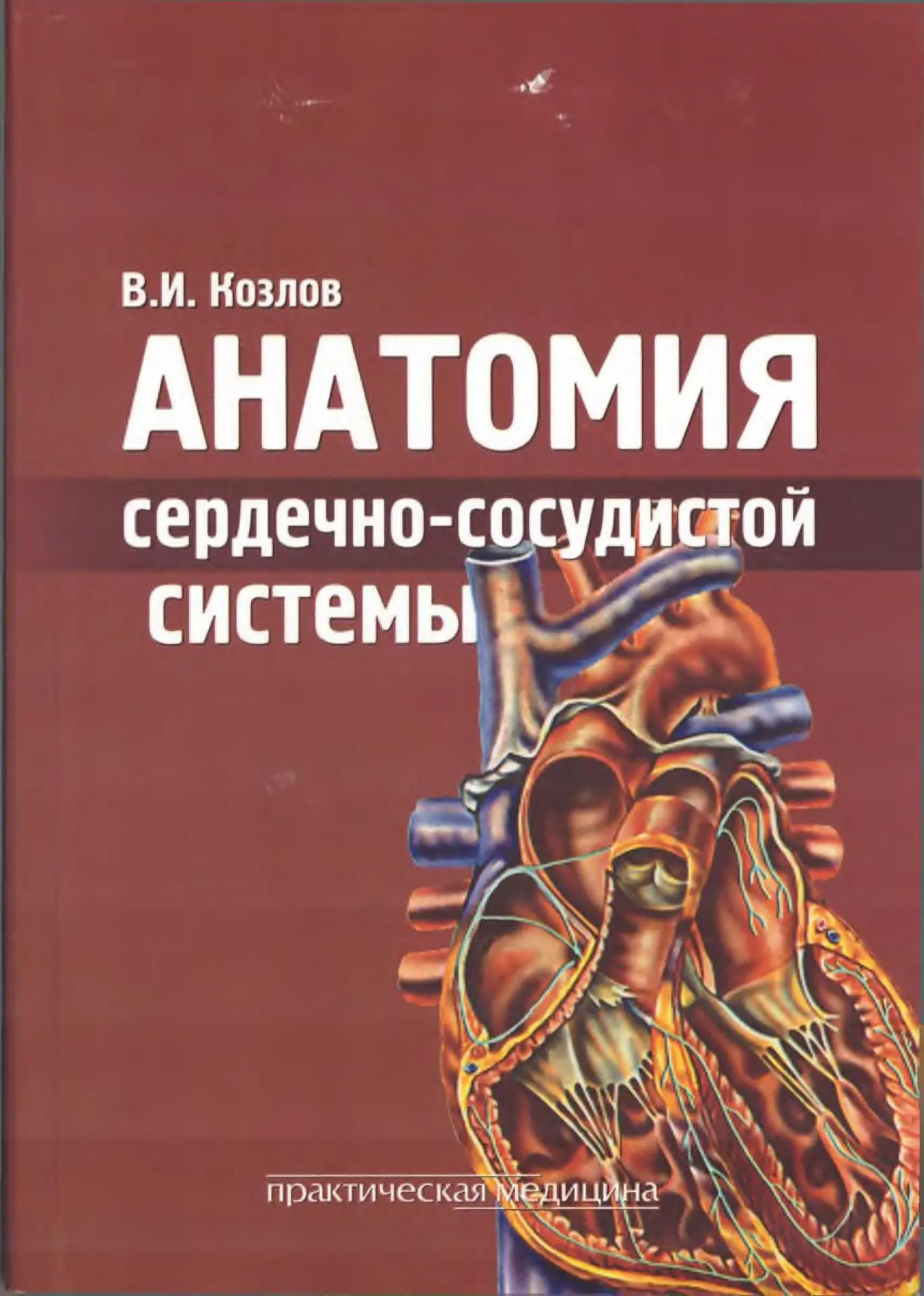 📗 Анатомия сердечно-сосудистой системы