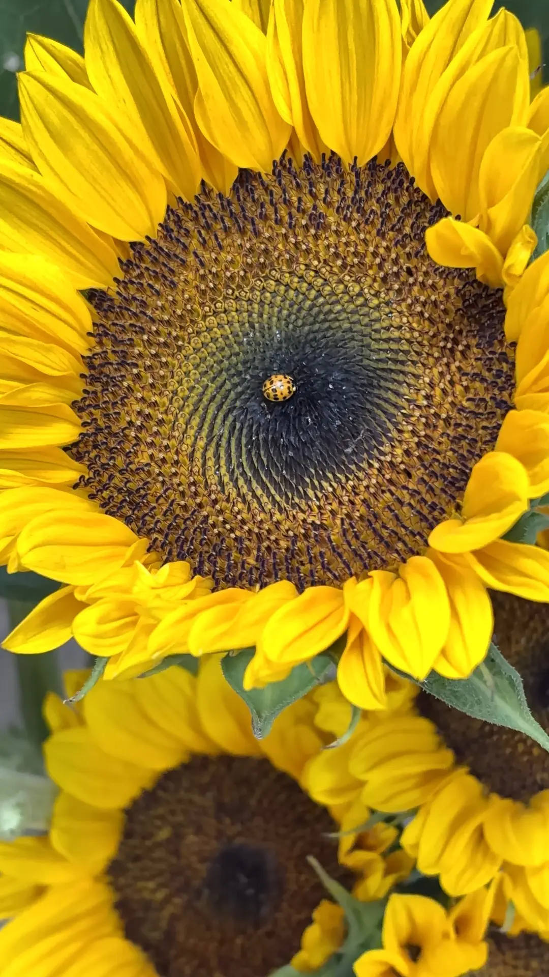 Солнечное летнее настроение ловим сегодня вместе с нашей гостьей 🌻☀️