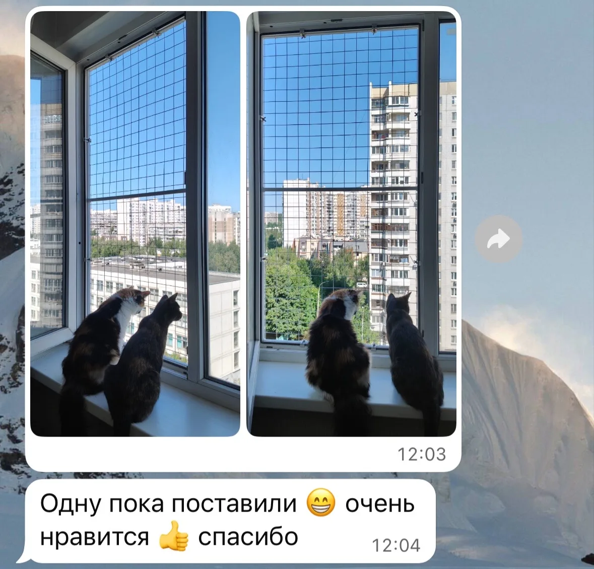 Довольные котики и их хозяева лучшее что можно увидеть за день 🤗