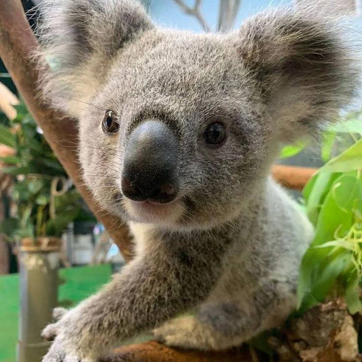 🐨 Коалы обнимают деревья, чтобы охладиться
